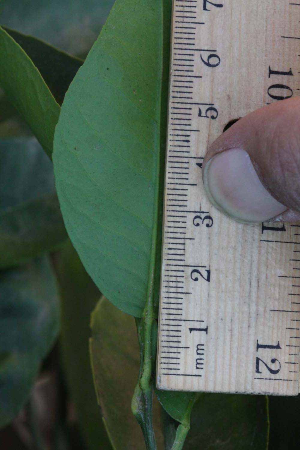              Unifoliolate leaf (Riverside, CA)       